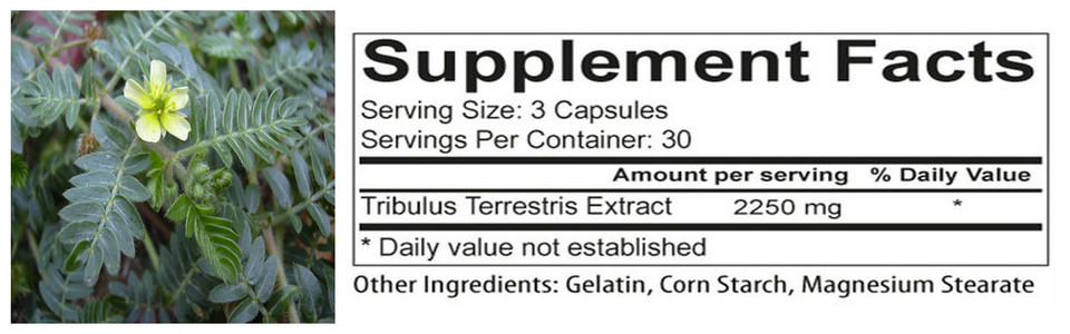 Est-ce que le Tribulus terrestris augmente réellement le niveau de testostérone ?